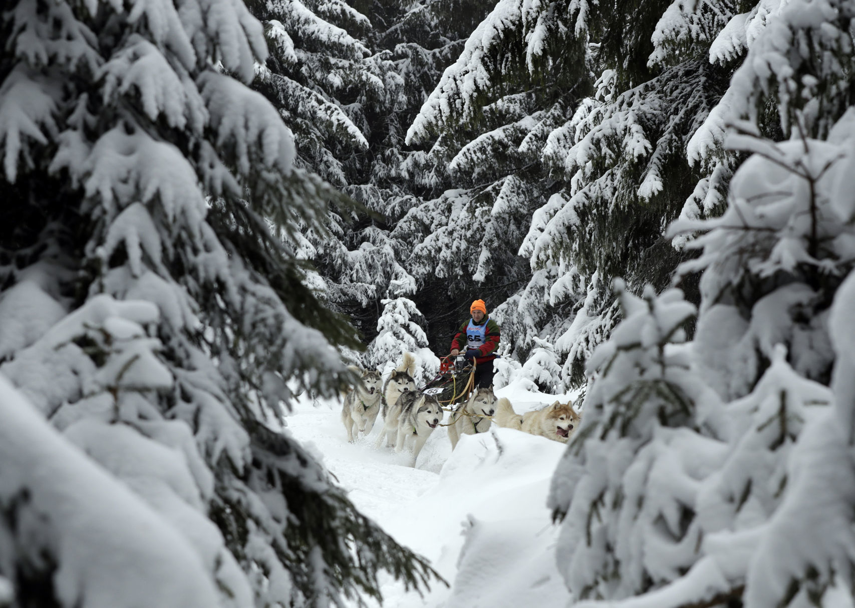 Czech Republic Dog Sled Race